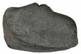 Fossil Whale Ear Bone - Miocene #144910-1